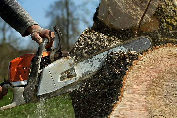 Waskom, TX Tree Service Company